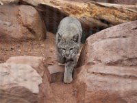 MG 0669 : Burger's Zoo, Lynx