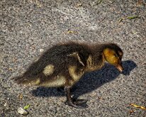 2008 06 08_Engeland_0406-03