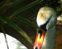2008 06 08_Engeland_0412-09