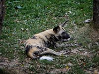 2022-08-04-GaiaZoo-18