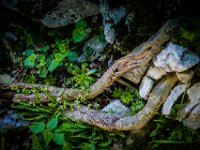 2015-Monte Prat-12-1706 : Bloemen, Friuli, Italie, Monte Prat