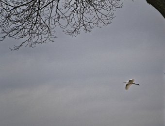 2019 01 15 Birdies