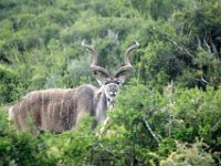 Duplicate Kudu Bok2 : Addo Elephant Park, Koedoe