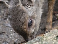 Duplicate  MG 5813 : Antilope, Oudtshoorn