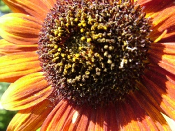 Bloemen en Beesten